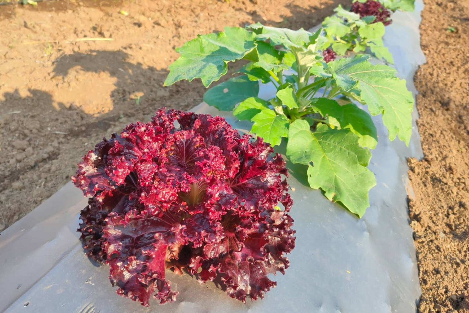 Ruia Agro Farms - Benefit of organic food