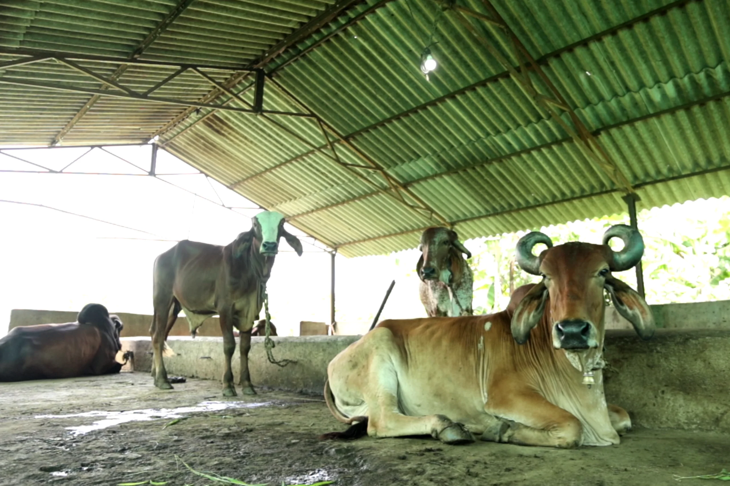 Adding more to your nutrition and health : Dairy products available of Gir Cow