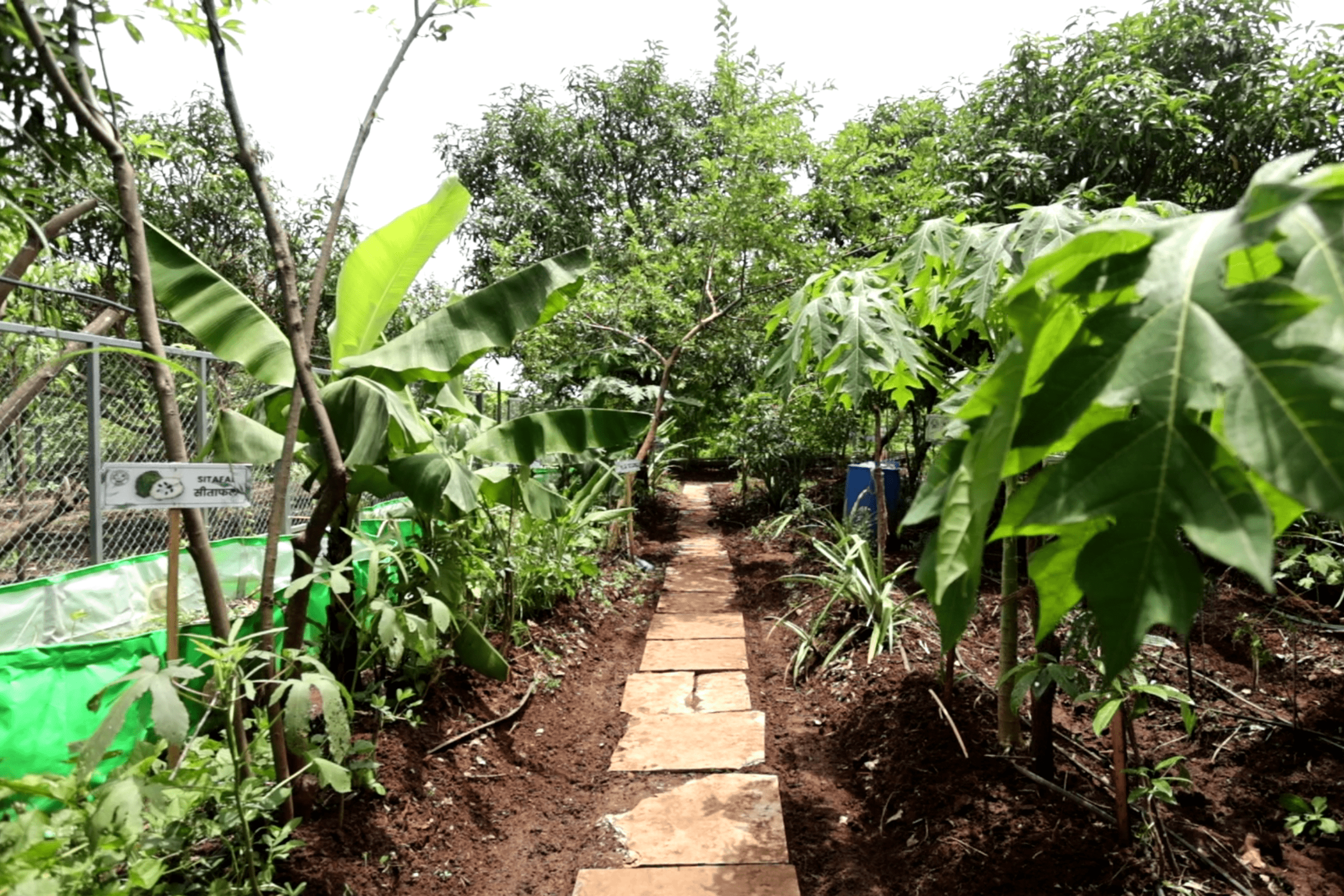 Chandan Farms at Ruia Agro Farms: Cultivating the Mystical Beauty of Sandalwood in Organic Settings