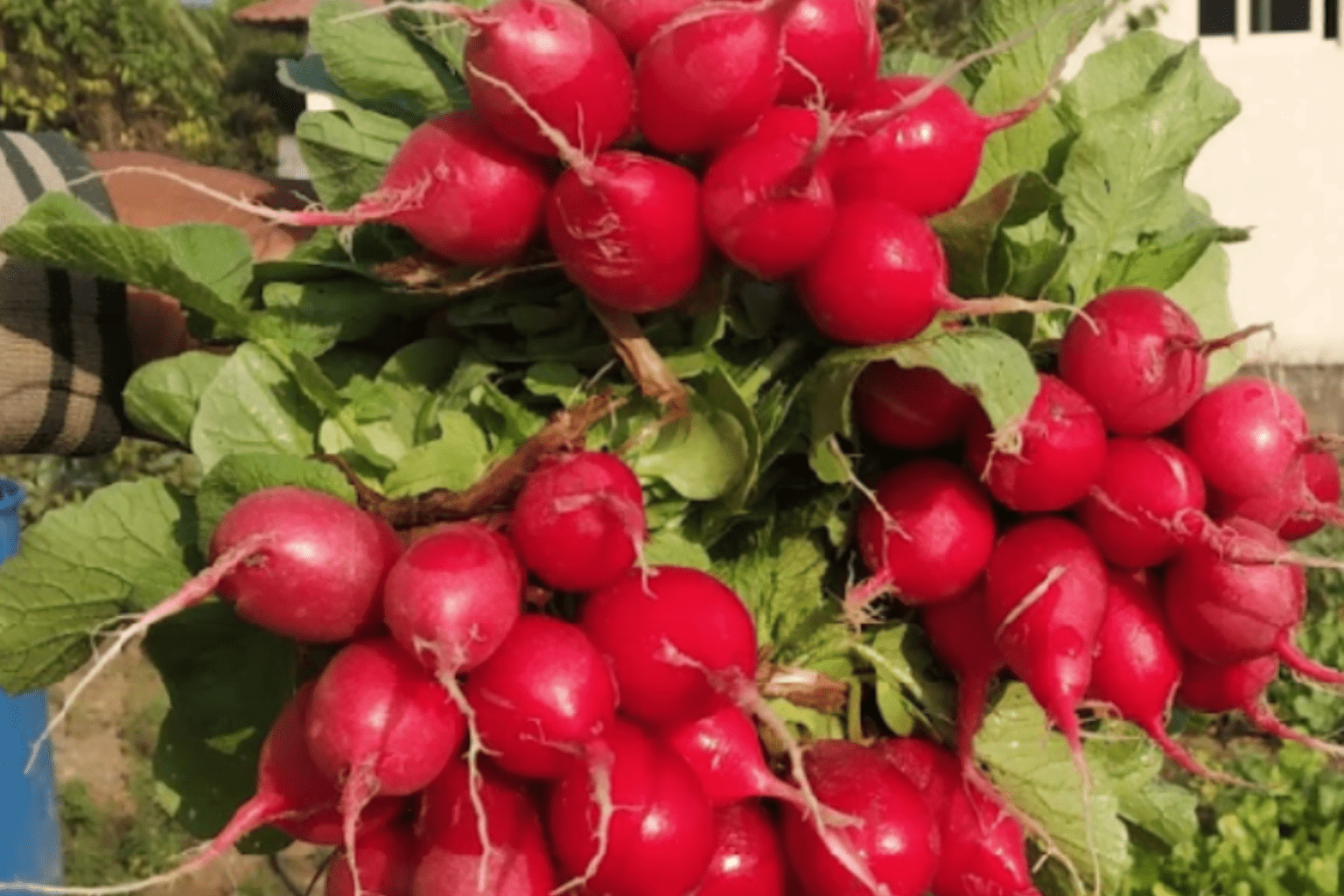 Exotic Fruits and Vegetables of Ruia Agro Farms