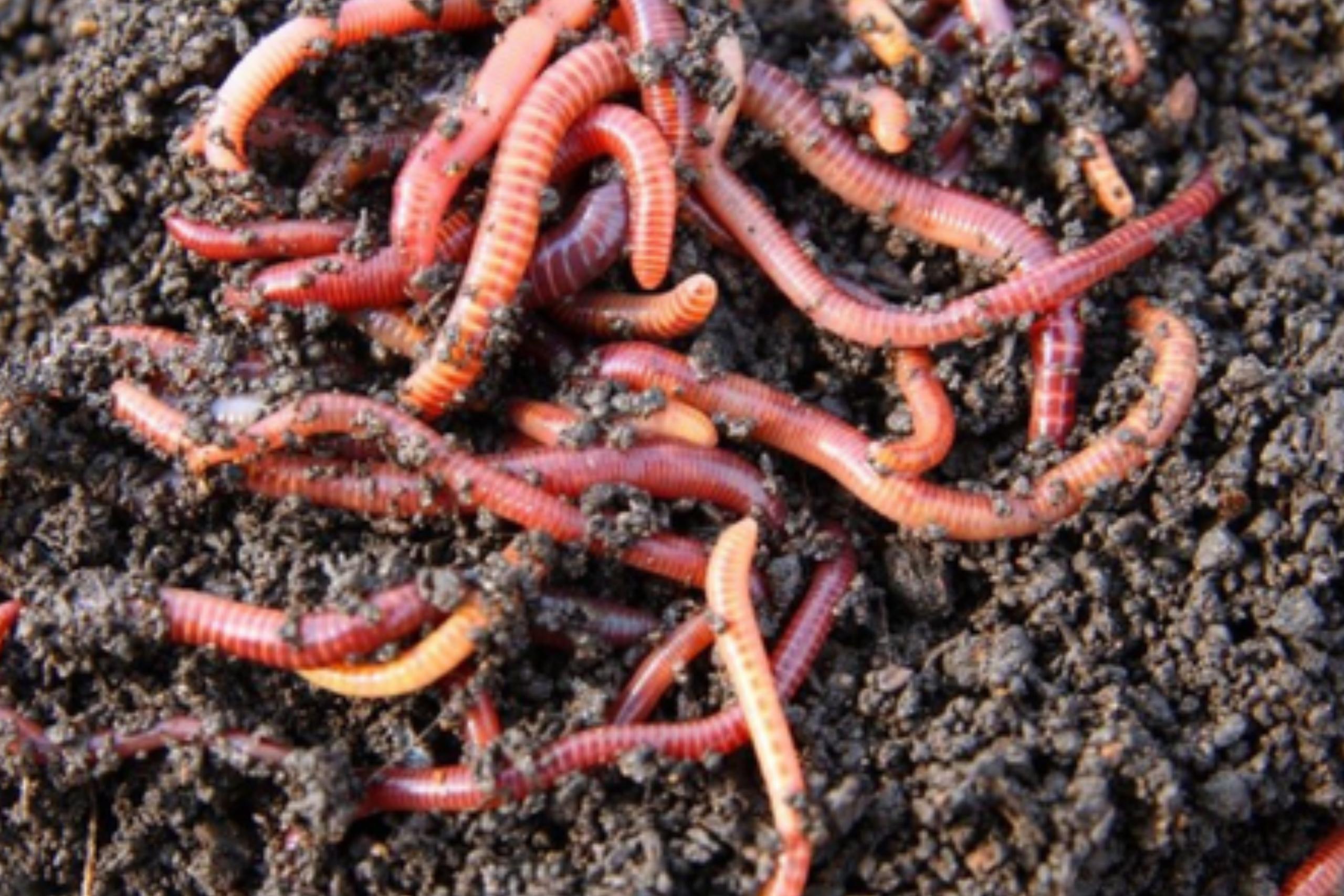 Harnessing the Power of Vermiculture at Ruia Agro Farms: Benefits of Earthworms in Organic Farming