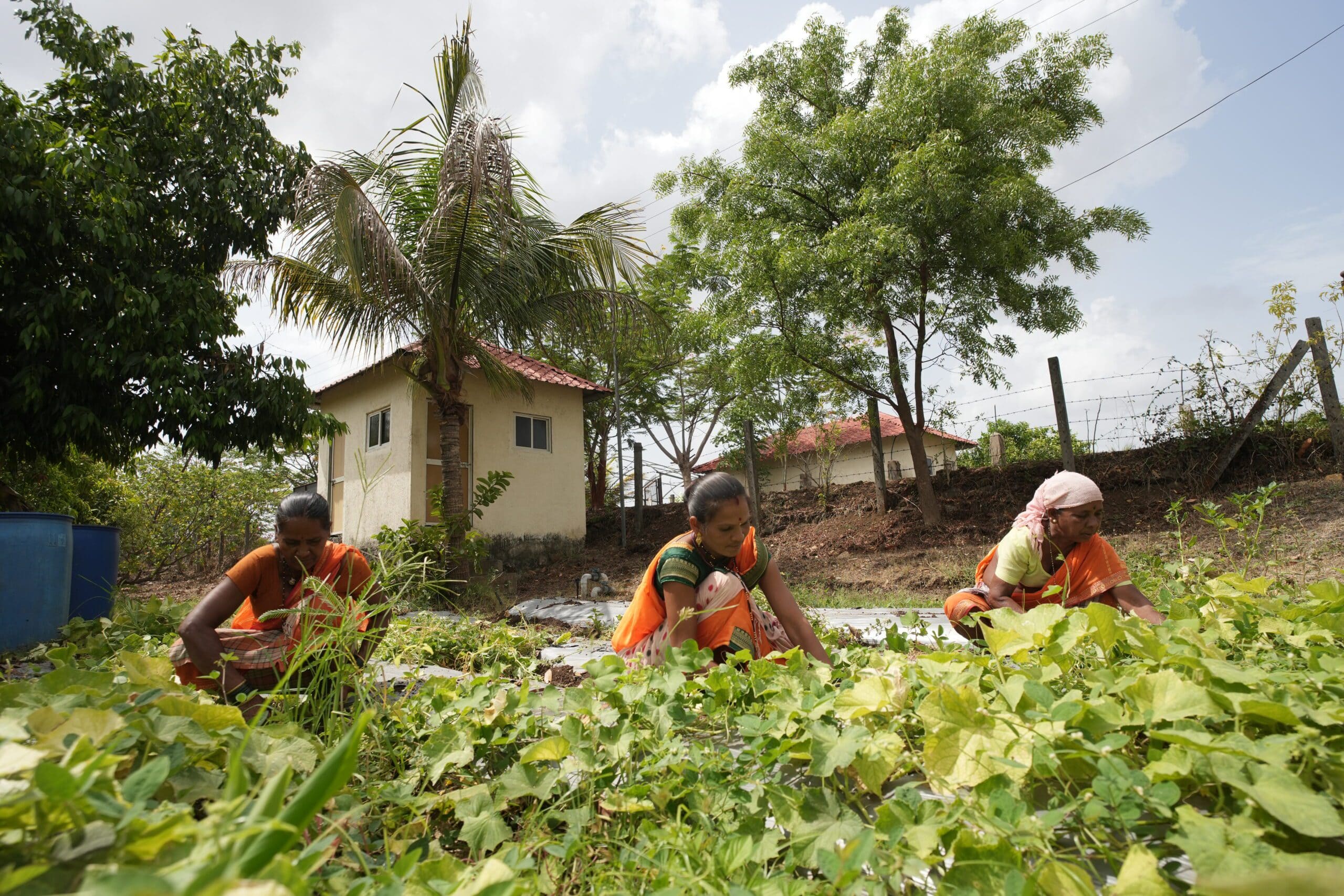 Embracing Chemical-Free Farming at Ruia Agro Farms: Nurturing the Earth and Our Well-being