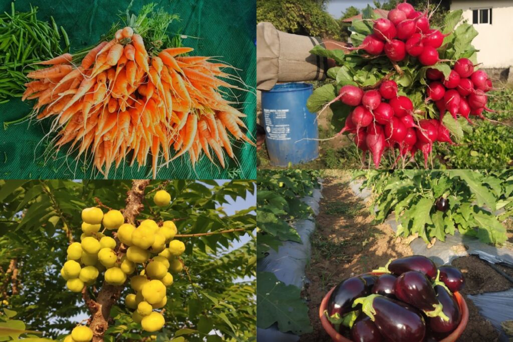 organic produce near me