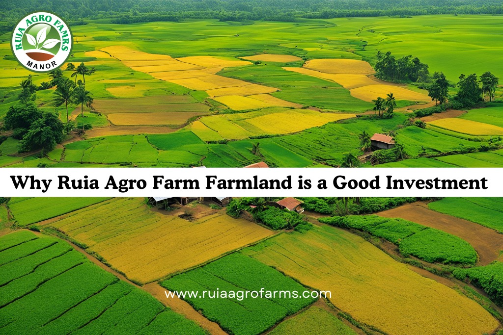 Why RUIA AGRO FARM is a Good Investment For Organic Farmland near Mumbai