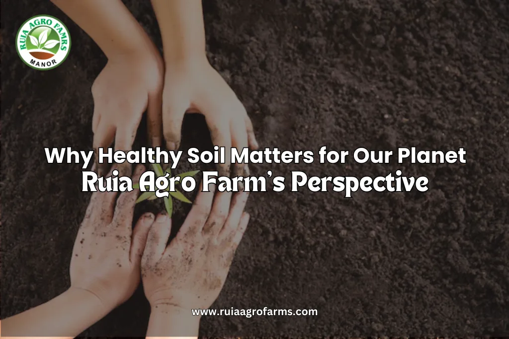 Why Healthy Soil Matters for Our Planet – Ruia Agro Farm’s Perspective