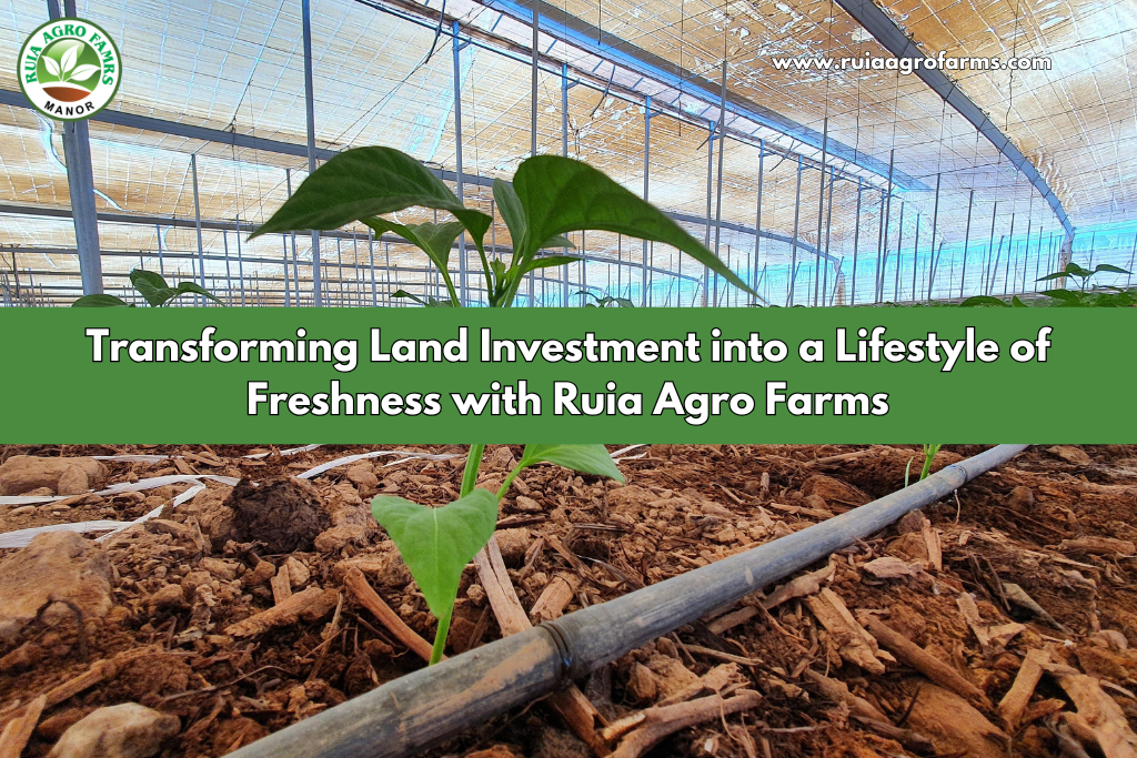 Transforming Land Investment into a Lifestyle of Freshness with Ruia Agro Farms